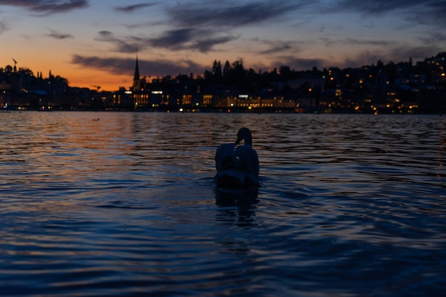 Foto un solo cisne frente a una puesta de sol sobre lucerna