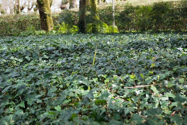 Solo coberto por folhas de hera em um parque urbano