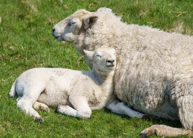 Solo cordero recién nacido con oveja relajado sobre hierba