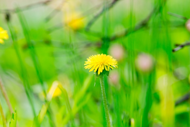 solo diente de león amarillo entre hierba verde