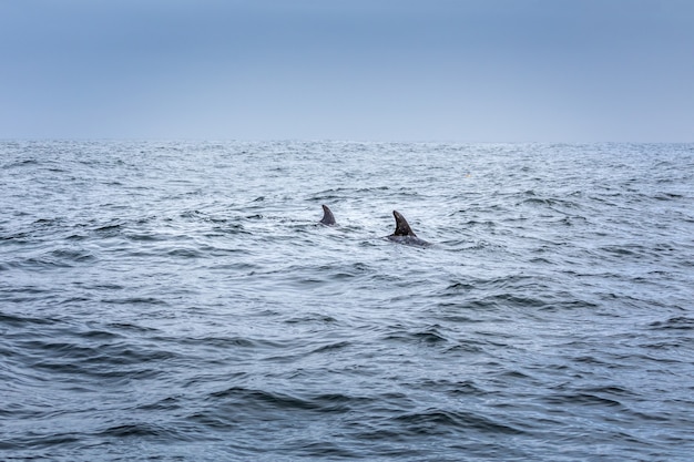 Solo dos aletas. Dos delfines en el océano pacífico.