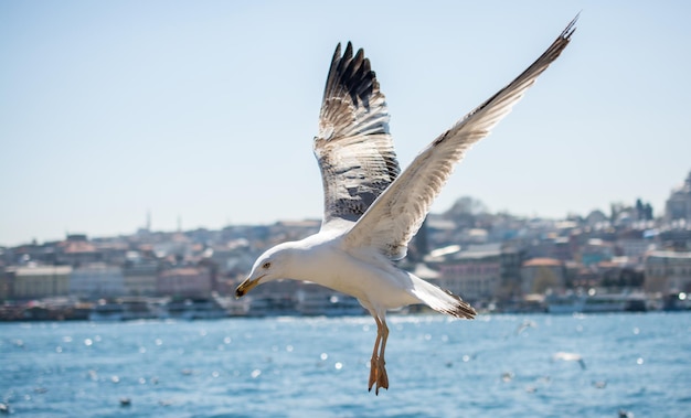 Solo gaviota volando sobre el mar