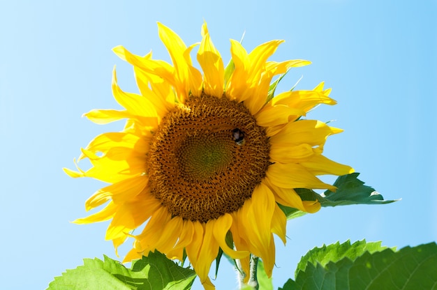 Foto solo girasol con abejas