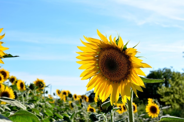 Un solo girasol aislado en un campo de girasoles con cielo azul en el fondo