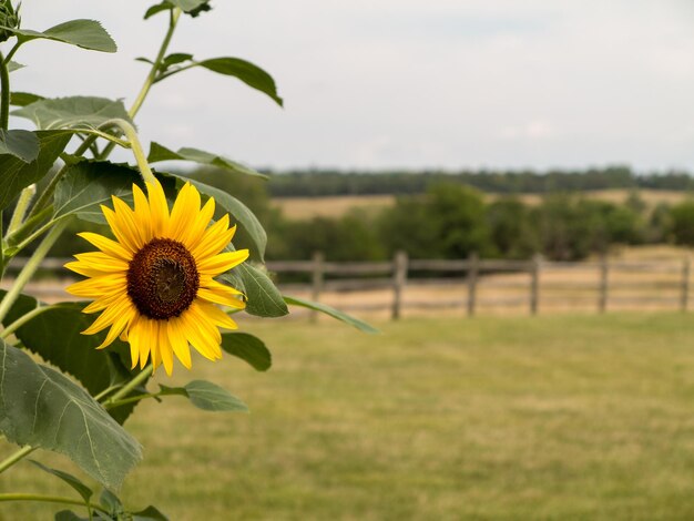 Solo girasol con valla y pradera en segundo plano.