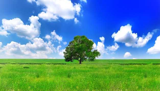 Solo un gran árbol en el prado verde. Panorama