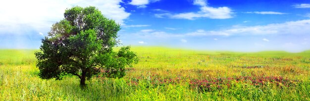 Solo un gran árbol en el prado verde. Panorama