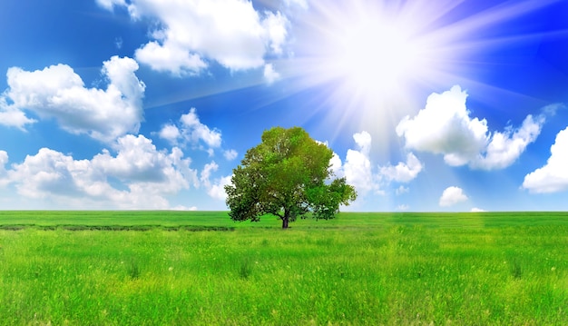 Solo un gran árbol en el prado verde con sol. Panorama