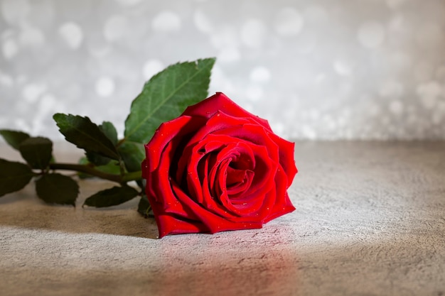 Solo gran hermosa rosa roja con gotas de lluvia sobre un fondo gris