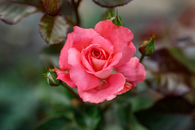 Solo grande rojo rosa en jardín