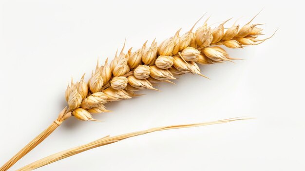 Un solo grano de trigo