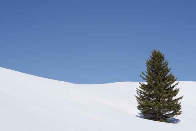 Foto solo en invierno