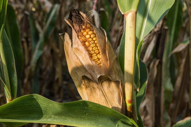 un solo maíz seco en un campo en detalle de otoño
