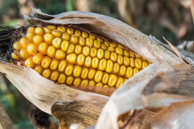 un solo maíz seco con hojas marrones en un campo