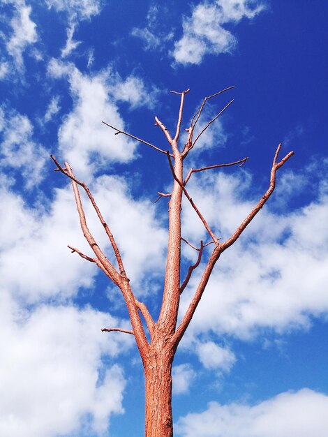 Foto sólo mirando el cielo