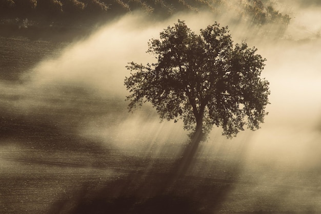 Solo olivo en la hermosa niebla soleada al amanecer, fondo natural con rayos de sol a través de la niebla