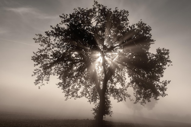 Solo olivo en la hermosa niebla soleada al amanecer, fondo natural con rayos de sol a través de la niebla