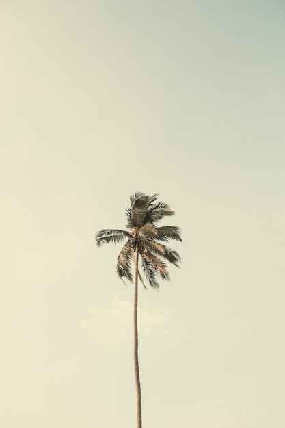 Solo una palmera de coco exótica tropical contra el cielo azul grande. Neutro con colores amarillos retro vintage. Concepto de verano y viajes en Phuket.