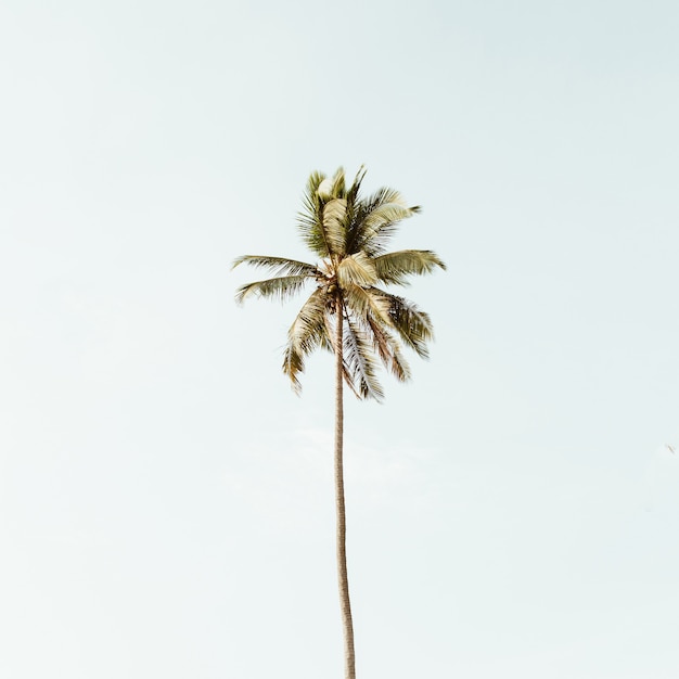 Solo una palmera de coco exótica tropical contra el cielo azul grande. Neutro con colores cálidos retro. Concepto de verano y viajes en Phuket.