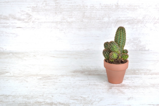 Solo pequeño cactus en maceta de terracota sobre una mesa blanca