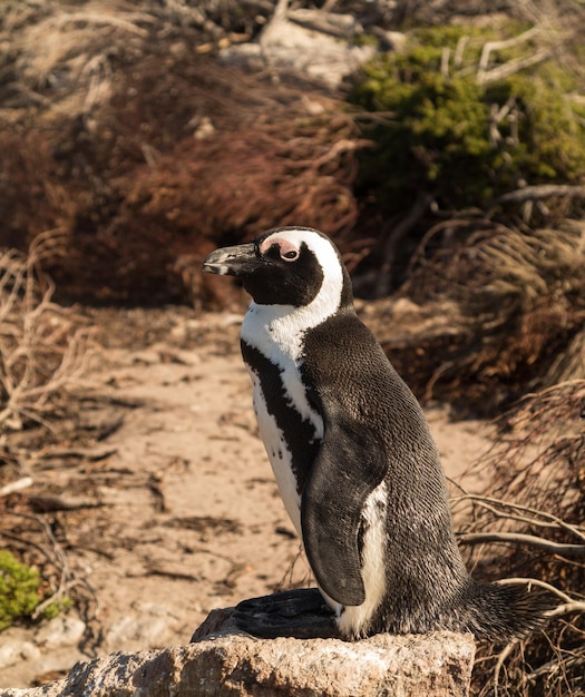 Solo pequeño pingüino bebé en Bettys Bay