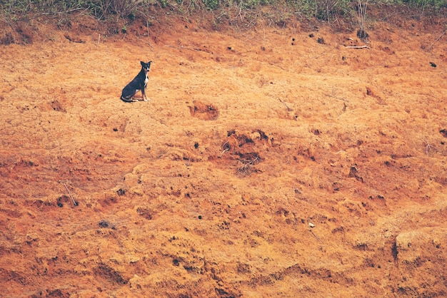 solo perro solo