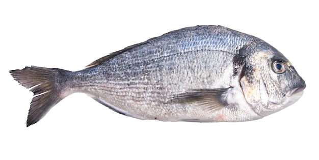 Un solo pescado crudo sobre un fondo blanco aislado