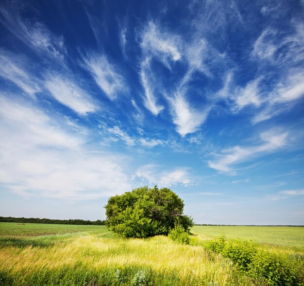 Solo Árbol