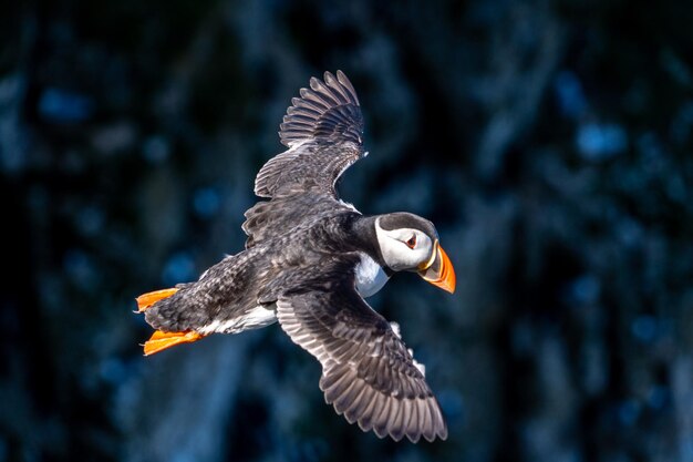 Foto un solo retrato de un papagaio volando y deslizándose en un acantilado en la escarpada costa del reino unido