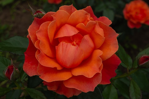 Solo rosa melocotón con hojas sobre fondo verde. Flor perfecta. foto de alta calidad