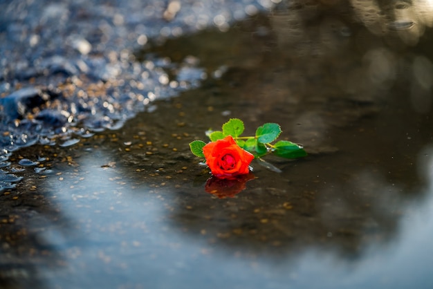 Solo rosa roja en agua sobre el fondo del suelo. Concepto de amor y romance.