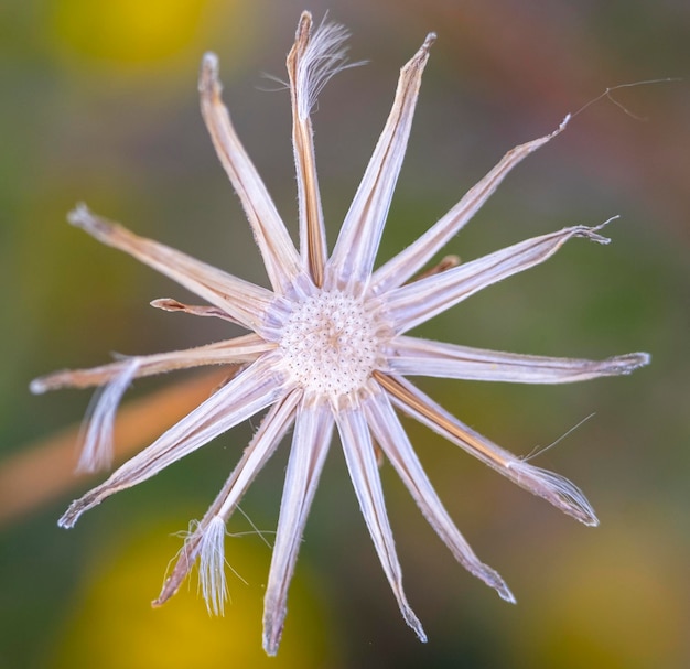 Un solo Taraxacum sin semillas