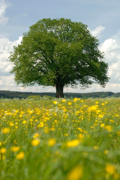 Foto un solo tilo en el prado en primavera