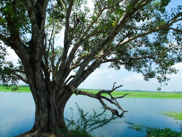 Solo Tree en las orillas del río