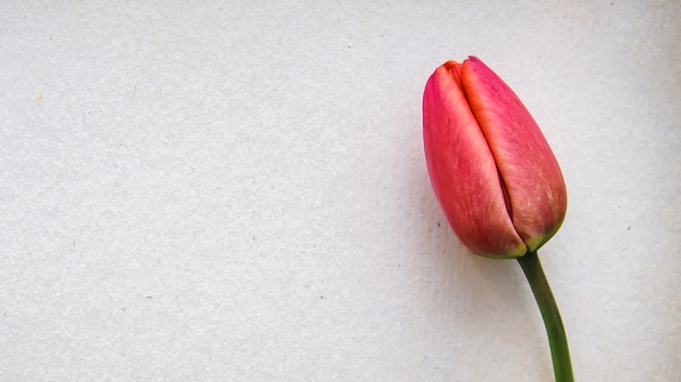 Solo tulipán rojo sobre una hoja blanca en forma de una hermosa tarjeta de felicitación con espacio de copia