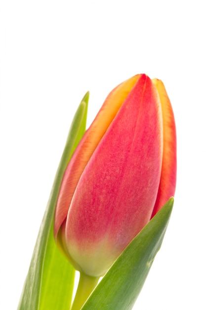 Solo tulipán rosado y amarillo de cerca