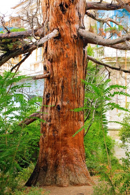 Solo viejo árbol de pino. Crimea, Ucrania