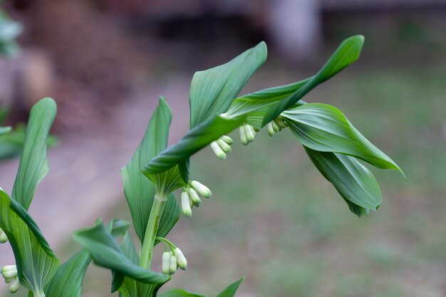 Solomons Seal Seitenansicht Solomons Seal blüht im Frühjahr Nahaufnahme auf dunklem natürlichen Hintergrund polygonatum