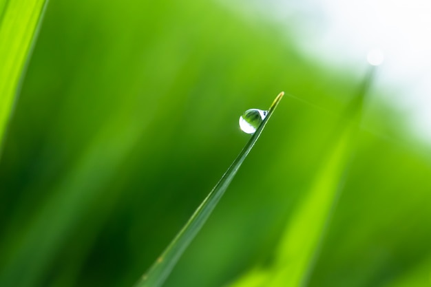 Foto soltar brotes de onrice