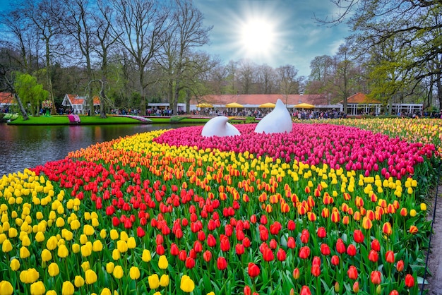 Solte o monumento com narcisos coloridos e tulipas Keukenhof Park Lisse na Holanda