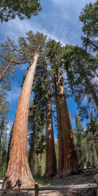 Soltero y Tres Gracias Secuoyas Gigantes Yosemite NP