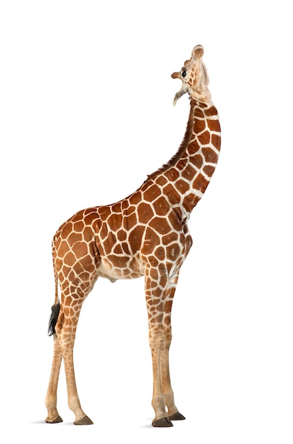 Foto somalische giraffe, allgemein bekannt als netzgiraffe, giraffa camelopardalis reticulata, 2 und ein halbes jahr alt, die gegen weiße oberfläche steht white