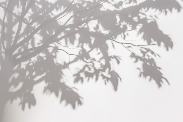 una sombra de un árbol en una pared blanca