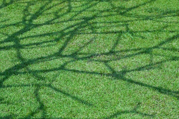 Sombra de árbol sobre hierba verde corta