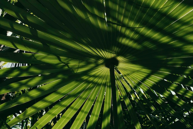 Sombra da luz do sol na folha de palmeira tropical