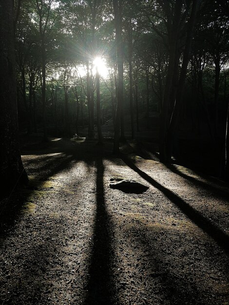 Foto sombra de árvores em uma trilha na floresta