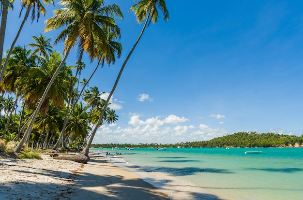 Sombra de férias, bela imagem da praia dos Carneiros em Pernanbuco