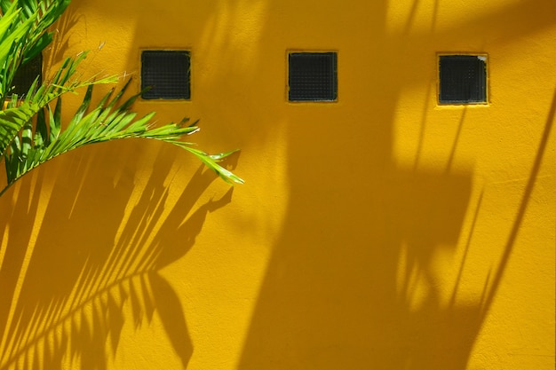 Sombra de folha de palmeira na parede amarela
