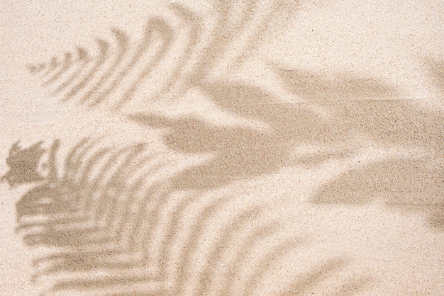 Sombra de folha de palmeira tropical em fundo de areia