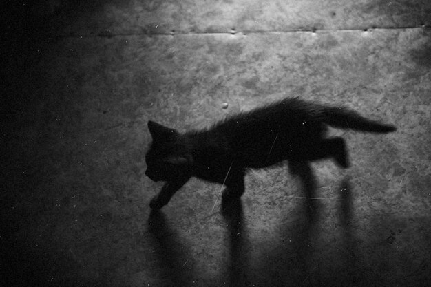 Foto sombra de gato caminhando na rua à noite